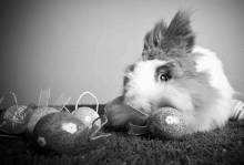 Opportunity wünscht frohe Ostern! Opportunity wünscht frohe Ostern!